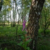 У берёзы... :: Николай Гирш