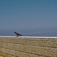 Хайфа 06,2025год :: ujgcvbif 