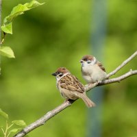 Птенцы подросли :: Сергей Владимирович Егоров Птенцы подросли :: Сергей Владимирович Егоров