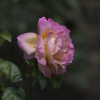 Умытая :: Светлана Тихонина