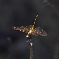 * :: Осень * :: Осень