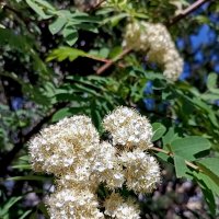 Рябина обыкновенная :: Veera V Рябина обыкновенная :: Veera V