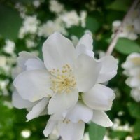 Аромо… :: Любовь 