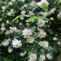 Вдыхая аромат…) :: Любовь 