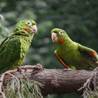 Аратинга :: SanSan 