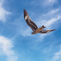 Коршун :: SanSan 