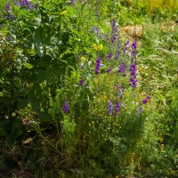 Цветы :: Анатолий Чикчирный Цветы :: Анатолий Чикчирный