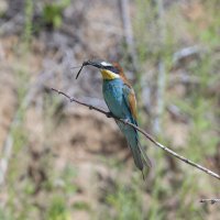 щурки :: юрий макаров щурки :: юрий макаров