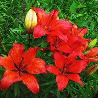 Красотки :: Людмила Смородинская Красотки :: Людмила Смородинская