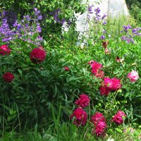 В саду :: Людмила Смородинская