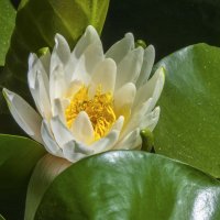 Белая лилия :: Валентин Семчишин