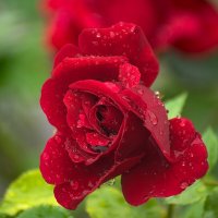 Красная роза :: Игорь Сикорский