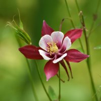 Москва. Нескучный сад. :: Наташа *****