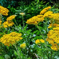 Лето в парке! :: Варвара 