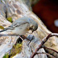 **** :: Александр Зуев