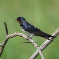 Ласточка деревенская :: Александр Ласточка деревенская :: Александр