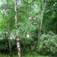 Мой березовый край :: Елена Семигина Мой березовый край :: Елена Семигина