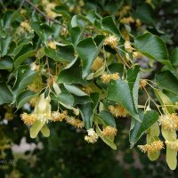 Липа цветёт :: Александр Синдерёв