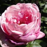 Утомленная солнцем... :: Галина 