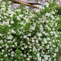 Красота у дома - пышное цветение чубушника :: Светлана 