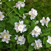 Июнь - чубушник цветёт :: Светлана 