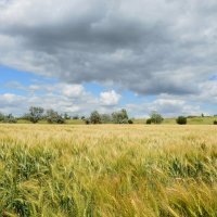 Хлеба поспевают... :: Надежда Куркина 