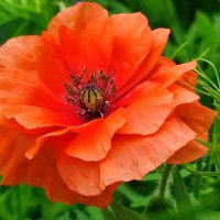 Цветочный мак :: Валентина Богатко 