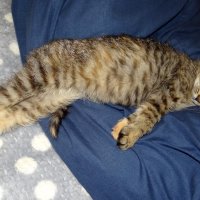 Сонька спит :: Антонина Гугаева