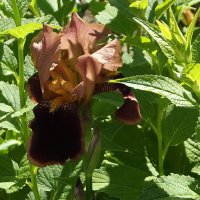 Ирис :: Freddy 97