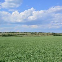 Поле. :: Виктор 