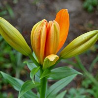 Начало распускания. :: сергей ермошкин