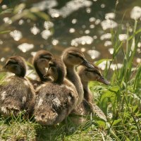 На похожих на утят. :: Вадим Басов