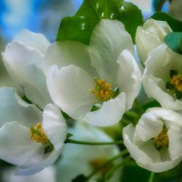 цветы :: александр 