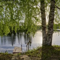 В тени березок :: Борис Устюжанин