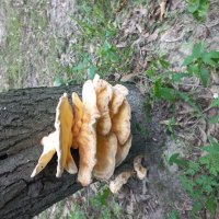 Древесный гриб. :: Svetlana 