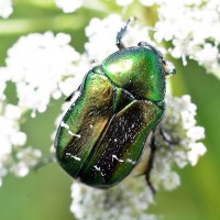 Живой  изумруд :: Геннадий Супрун