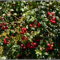 Дары леса... :: Aleksandr Gal