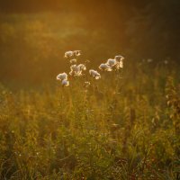 Безмятежность. Утро на Покрова на Нерли :: Вячеслав Владимирович Безмятежность. Утро на Покрова на Нерли :: Вячеслав Владимирович