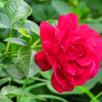 Роза во дворе :: Андрей Снегерёв