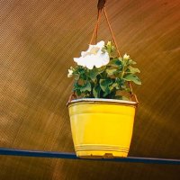 Горшок с цветком  в беседке :: Игорь Солдаткин