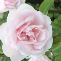 Роза :: Анна Камс Роза :: Анна Камс