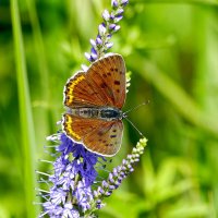 и снова бабочки  5 :: Александр Прокудин