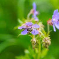 Лесная герань :: Татьяна Тюменка Лесная герань :: Татьяна Тюменка