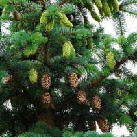Молодые и прошлогодние шишки на голобой ели. :: Милешкин Владимир Алексеевич 