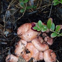 Рыжая кучка... :: Ирина *