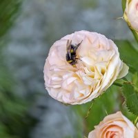 Влюблённый в розу :: Валерий Иванович