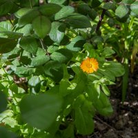 Календула :: Анатолий Чикчирный