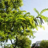 Акация :: Анатолий Чикчирный Акация :: Анатолий Чикчирный