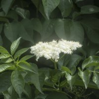 Цветение  бузины :: Валентин Семчишин