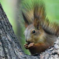 Москва. Белки Нескучного сада. :: Наташа *****